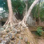 Beng Mealea con le iconiche radici di alberi secolari