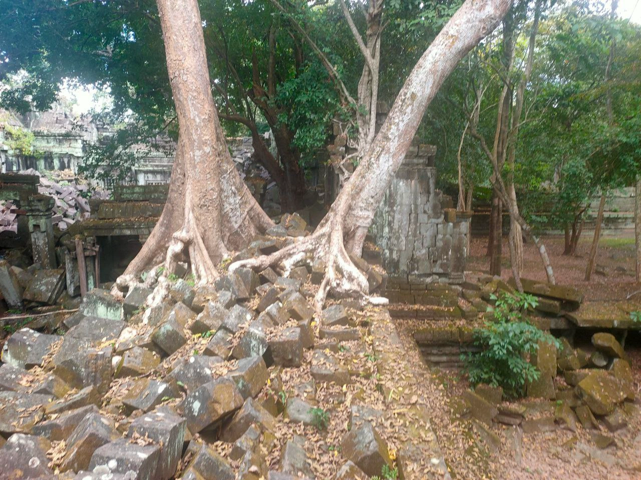 Beng Mealea con le iconiche radici di alberi secolari