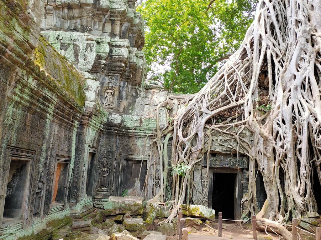 Tempio Ta Prohm con le iconiche radici di alberi secolari