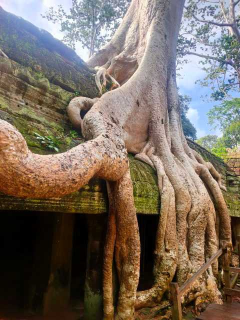 Ta Prohm la natura che avvolge il tempio